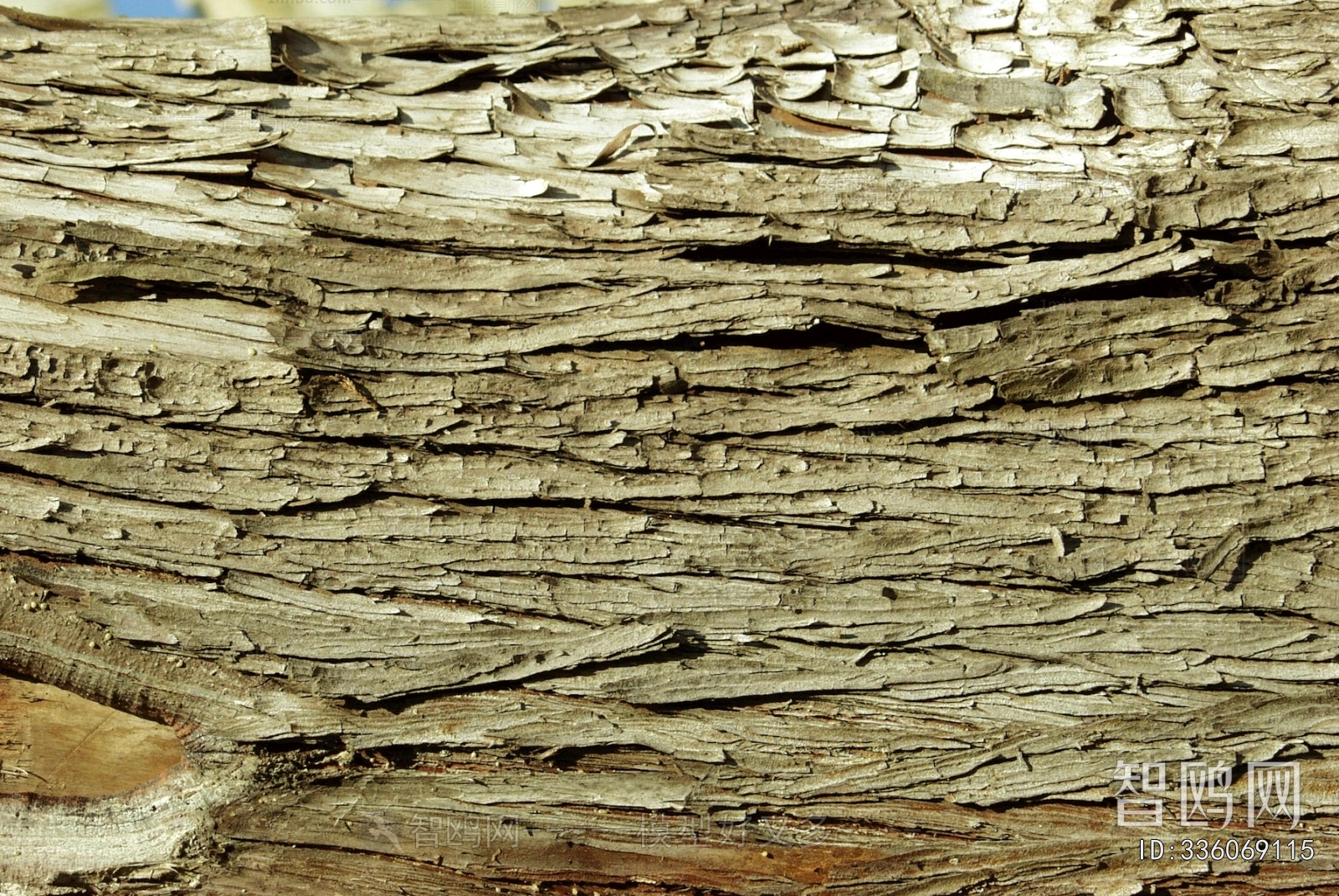 Bark Texture