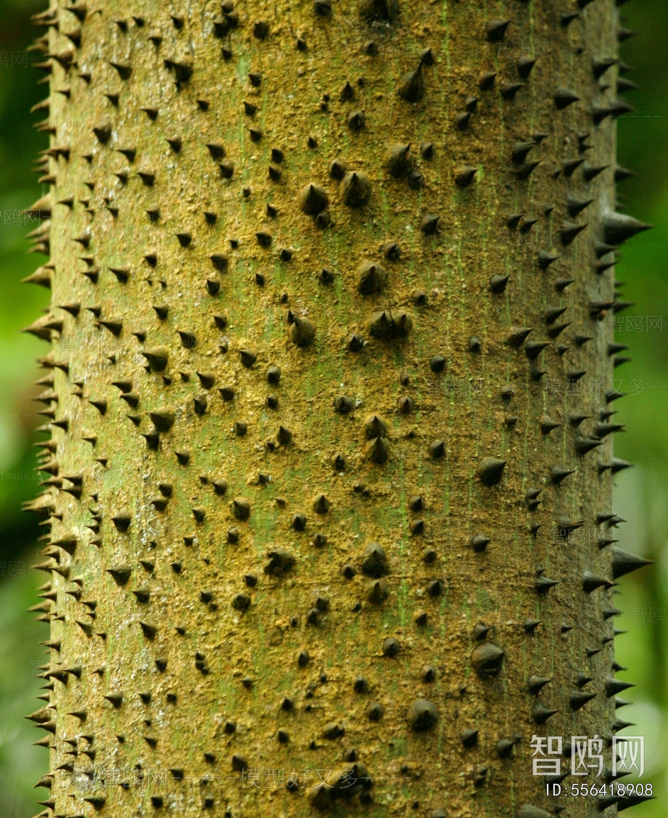 Bark Texture