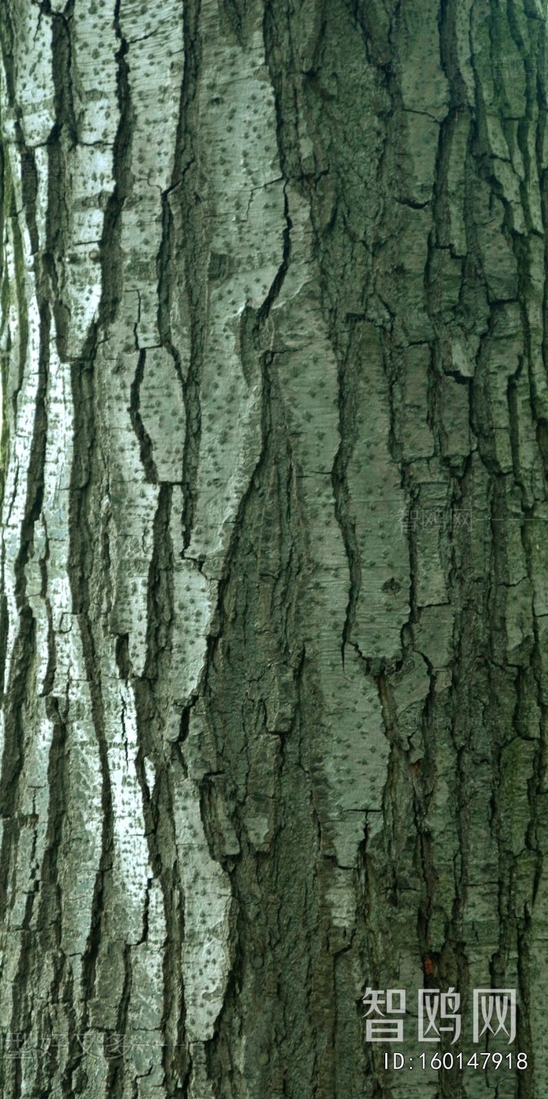Bark Texture