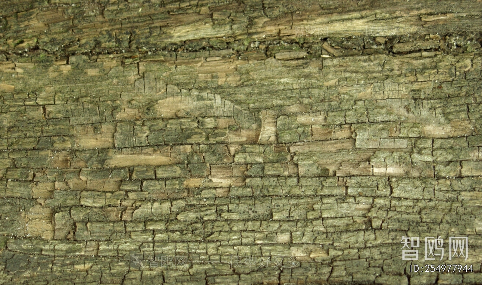 Bark Texture
