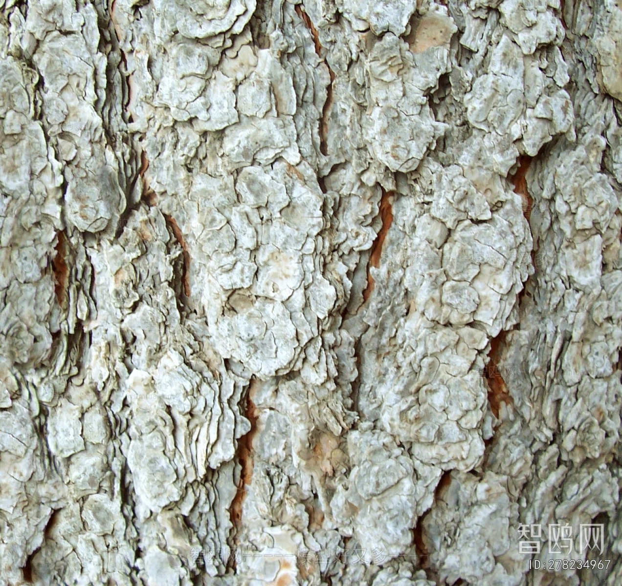 Bark Texture