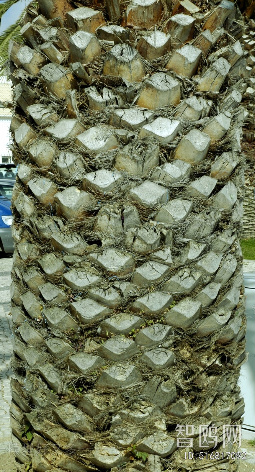 Bark Texture