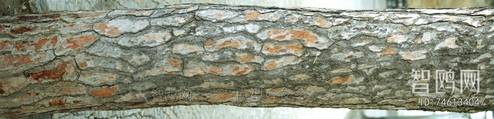树皮树干表面
