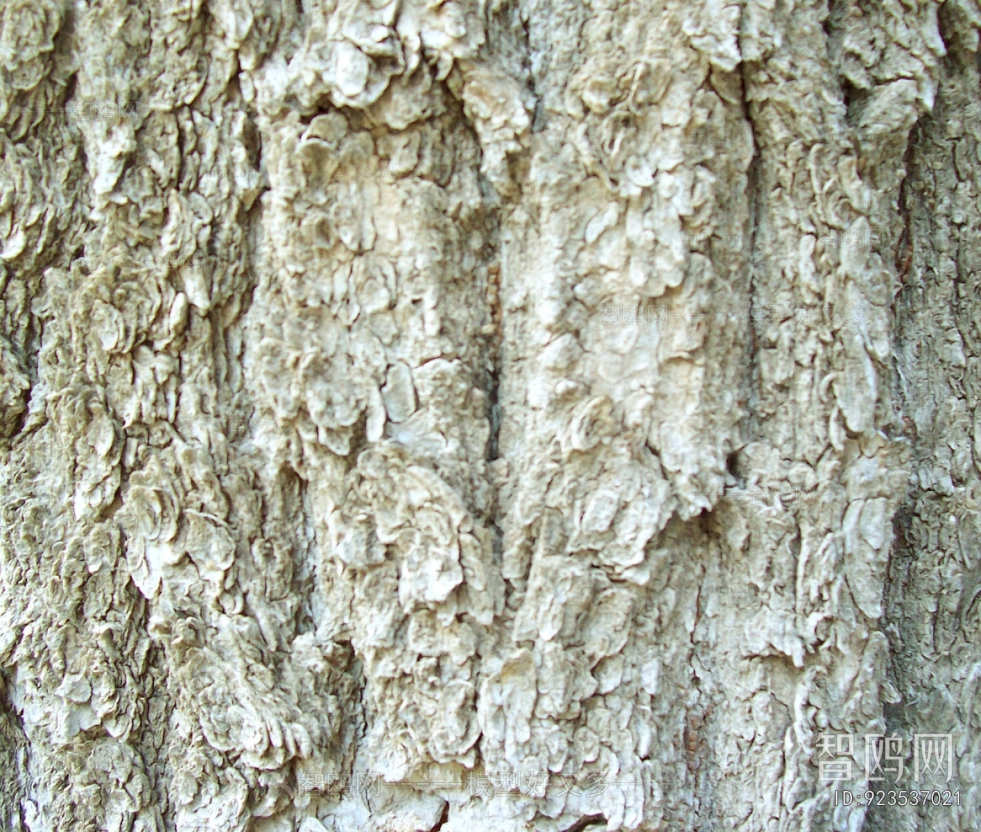 Bark Texture