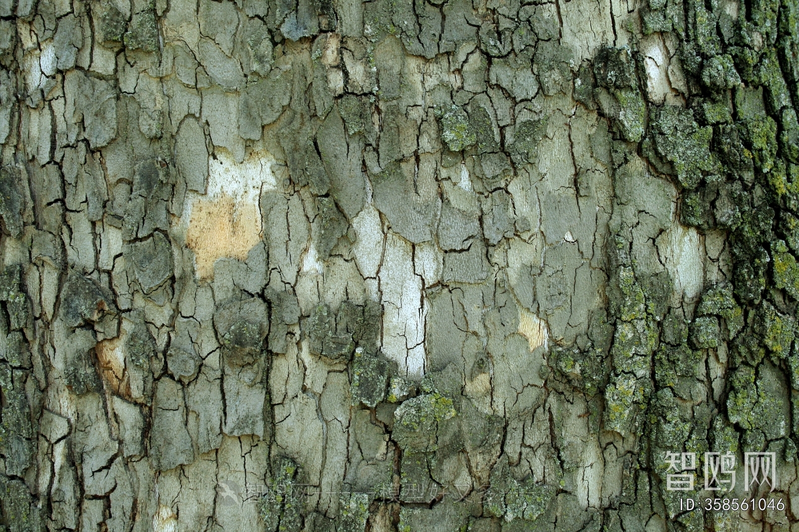 Bark Texture