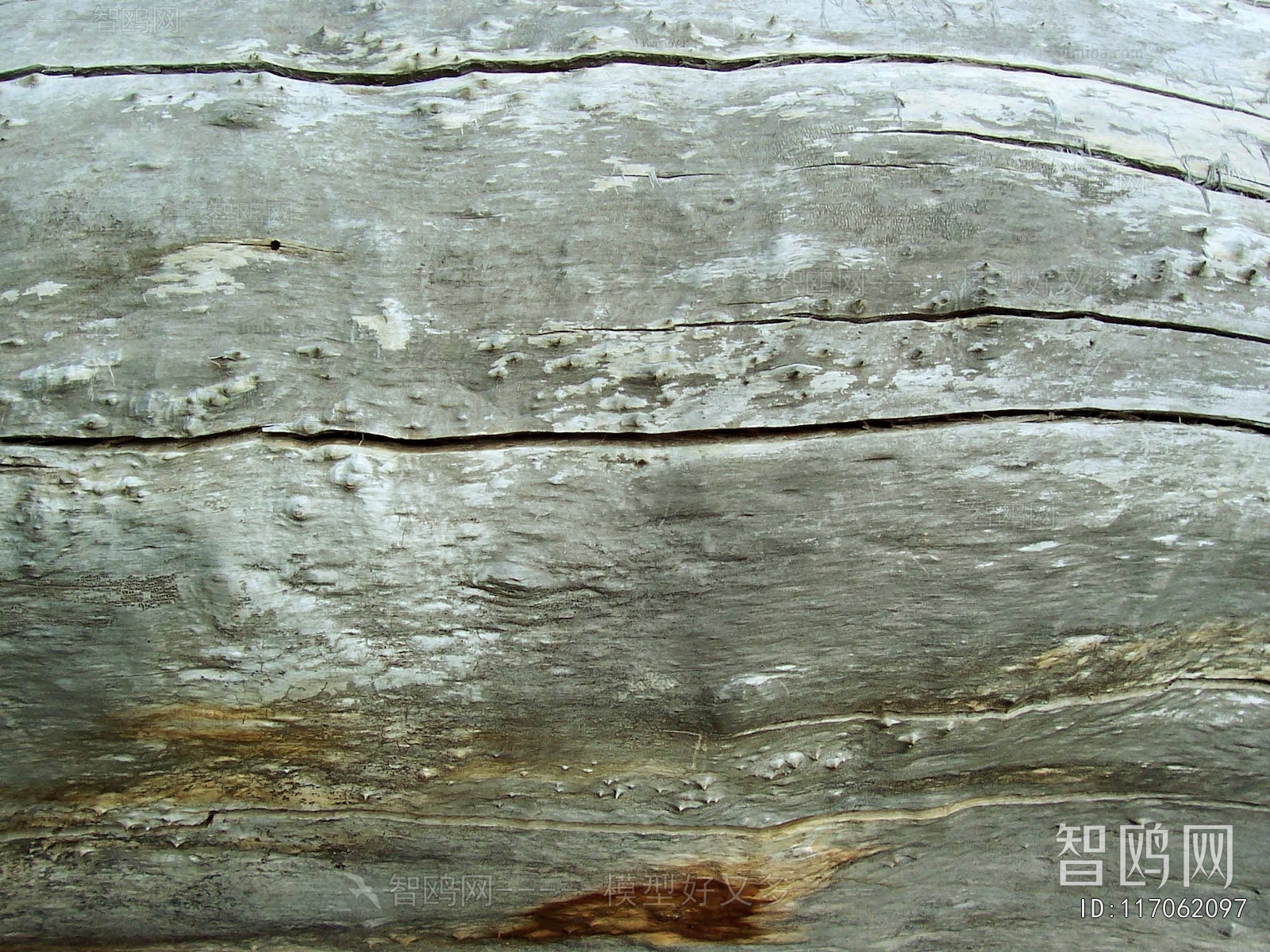 Bark Texture