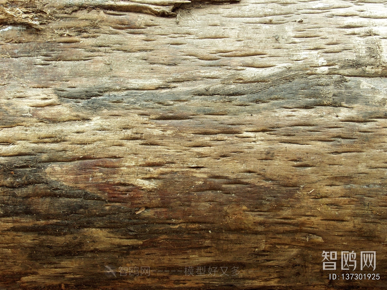 Bark Texture