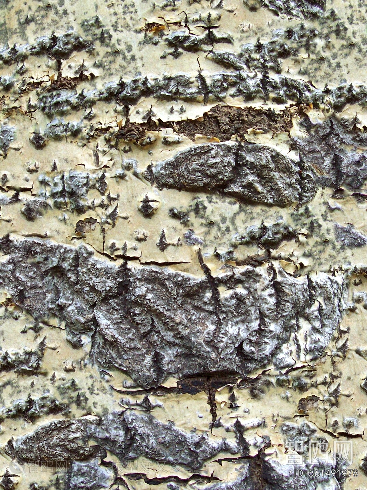 Bark Texture