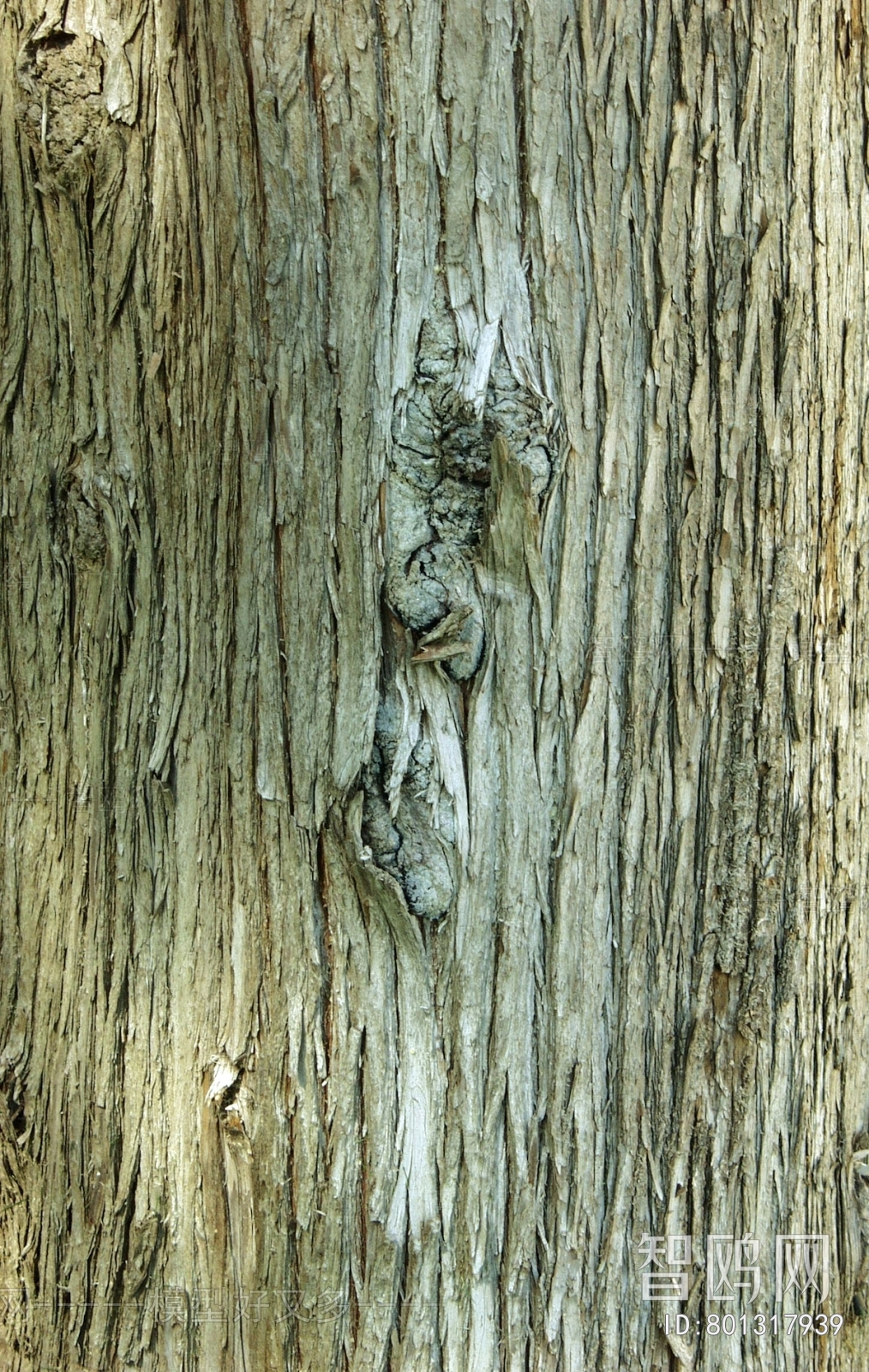 Bark Texture