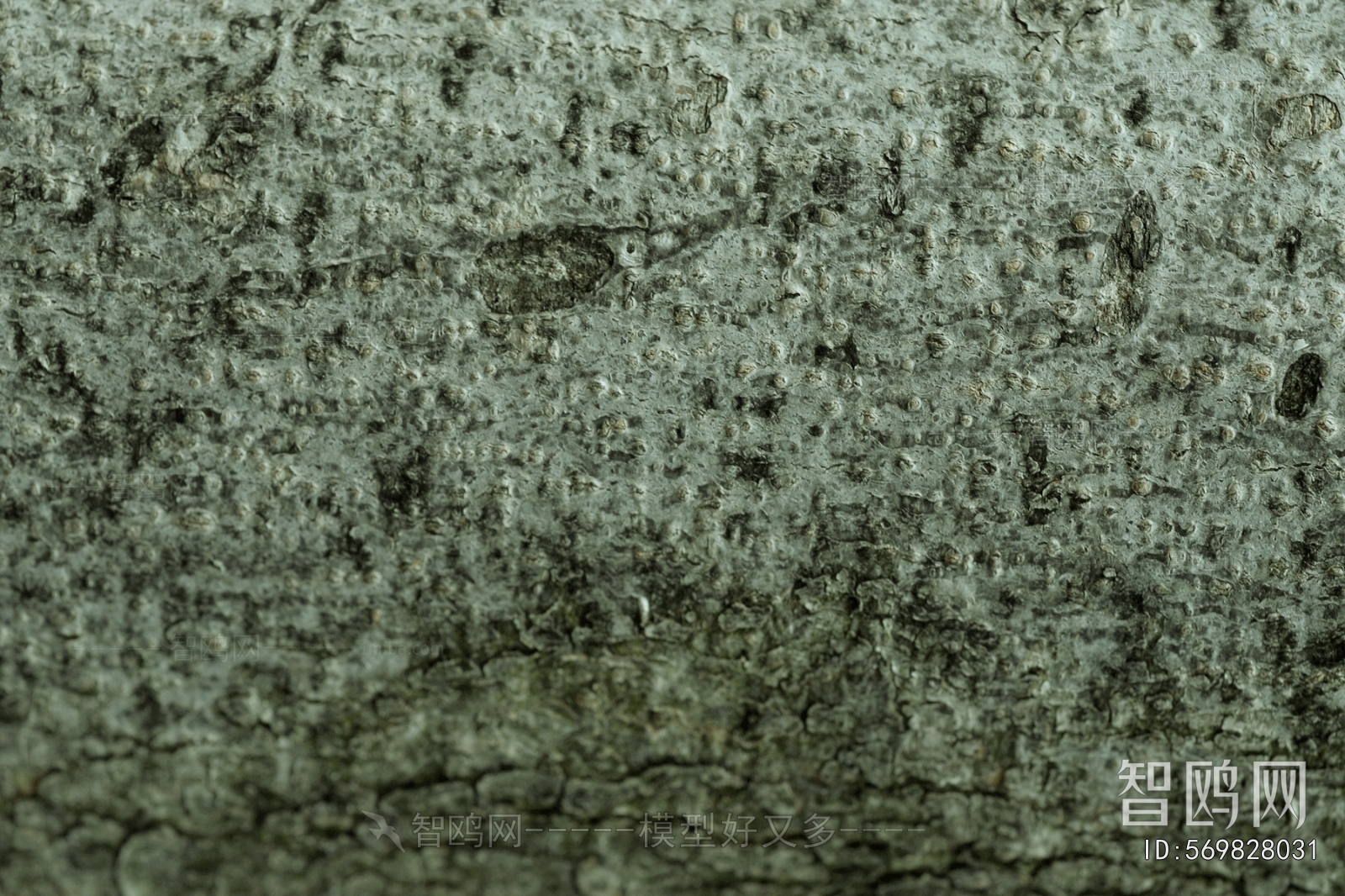 Bark Texture