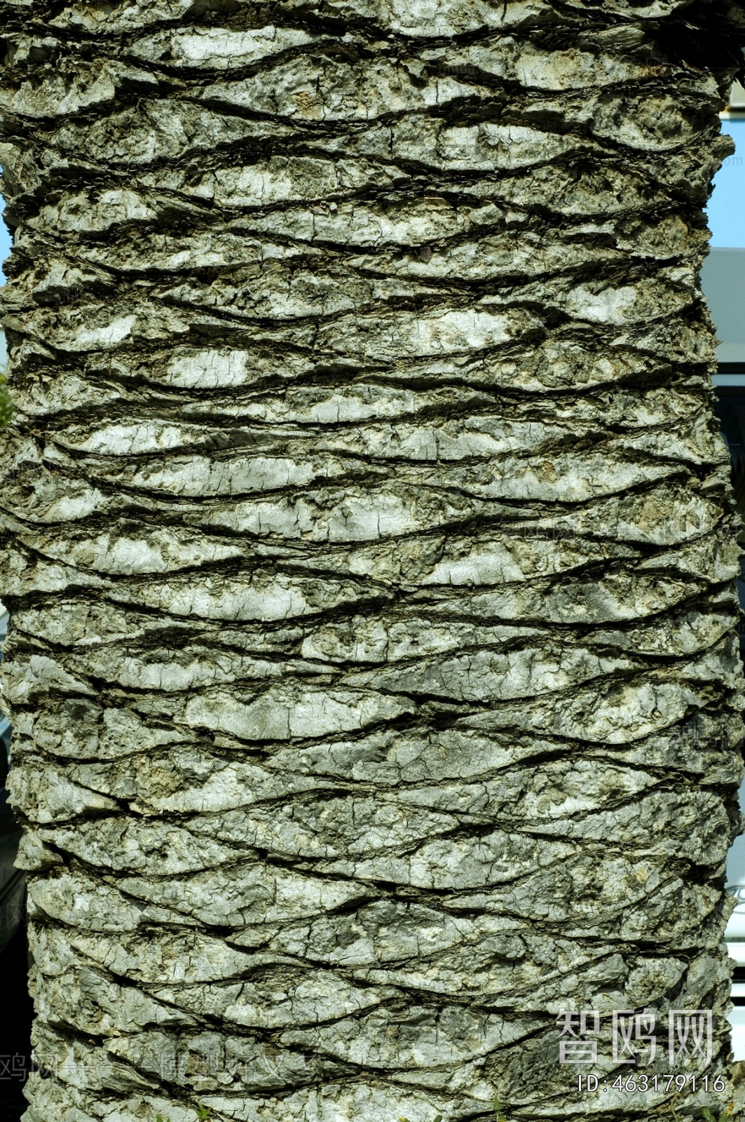 Bark Texture
