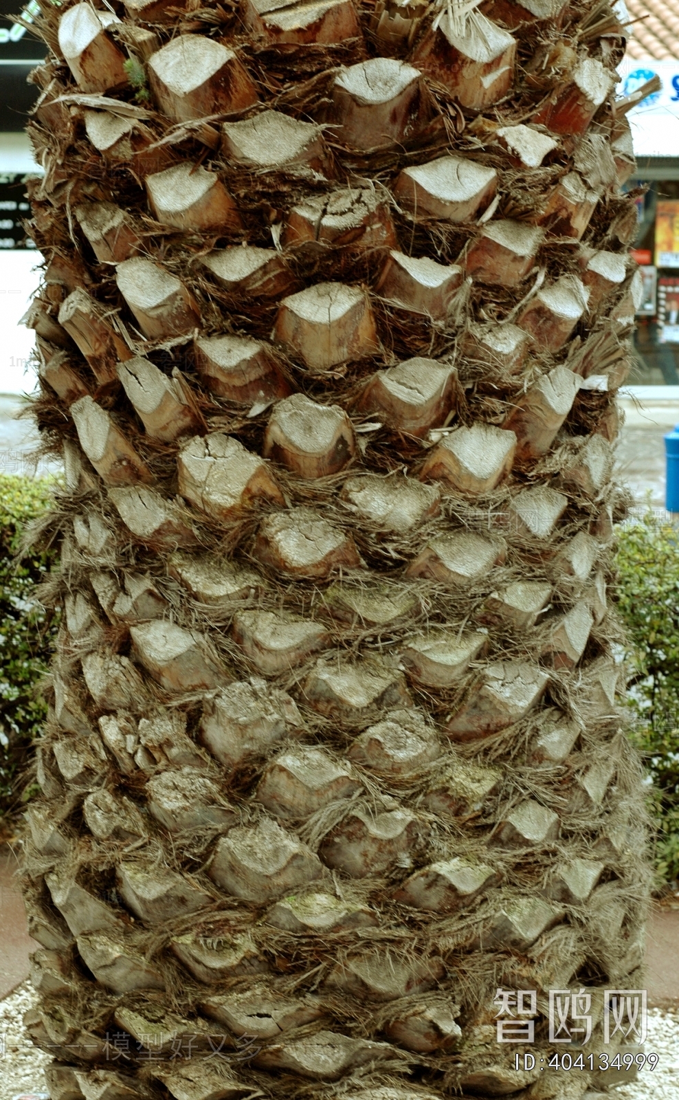 树干树皮表面