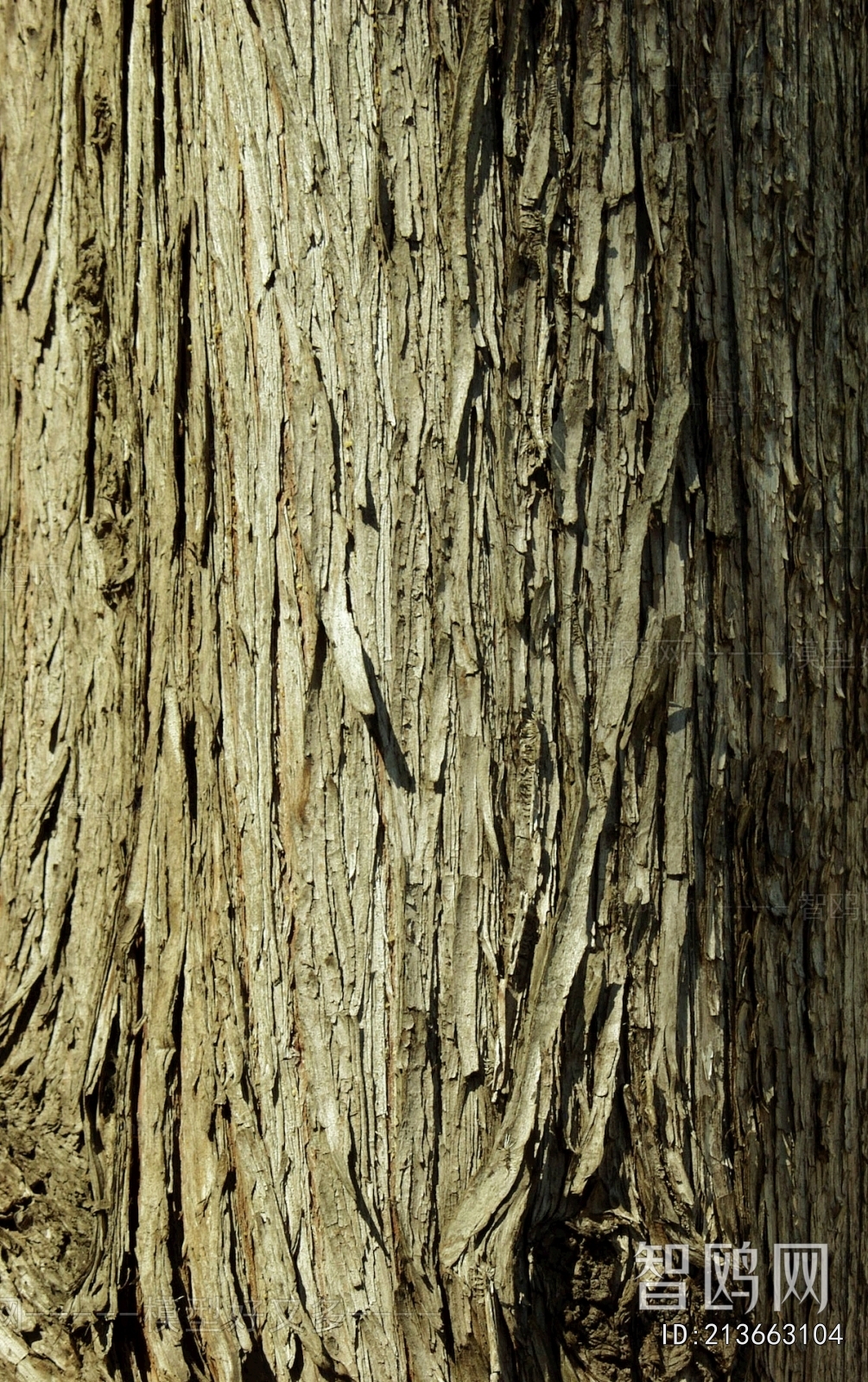 Bark Texture