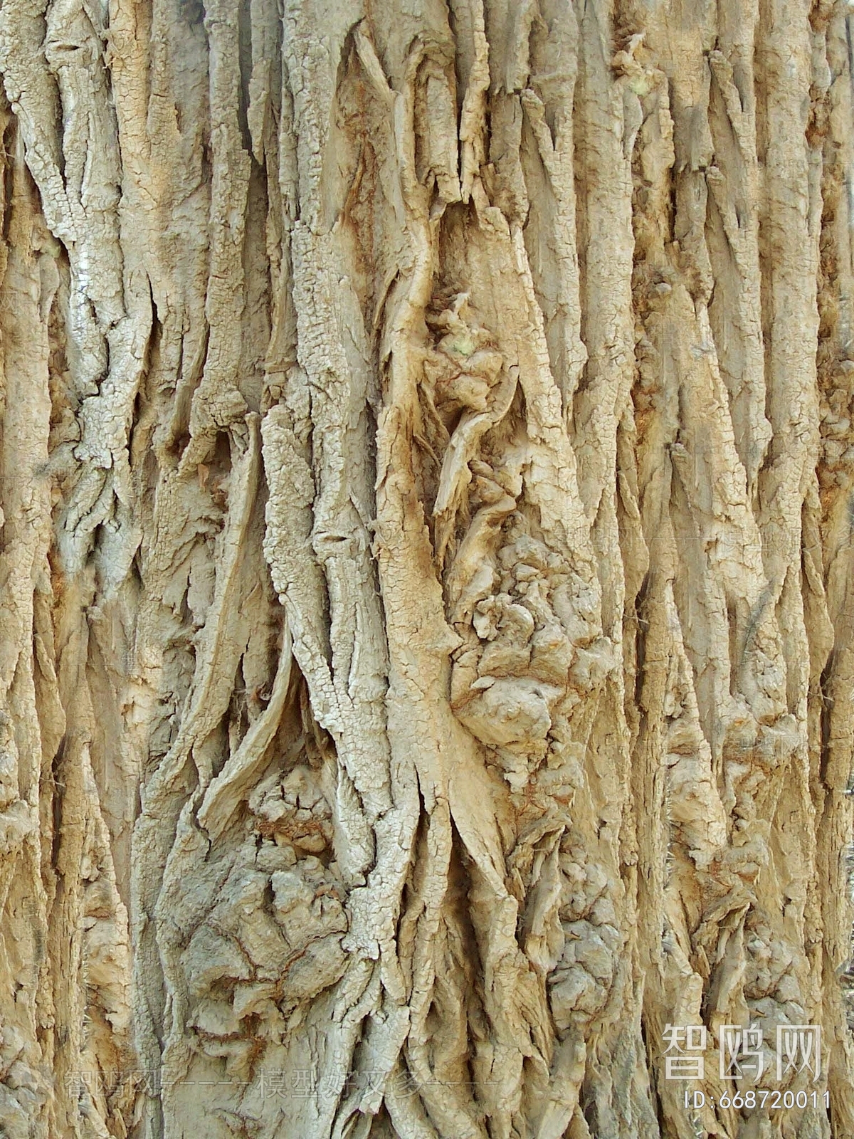 Bark Texture