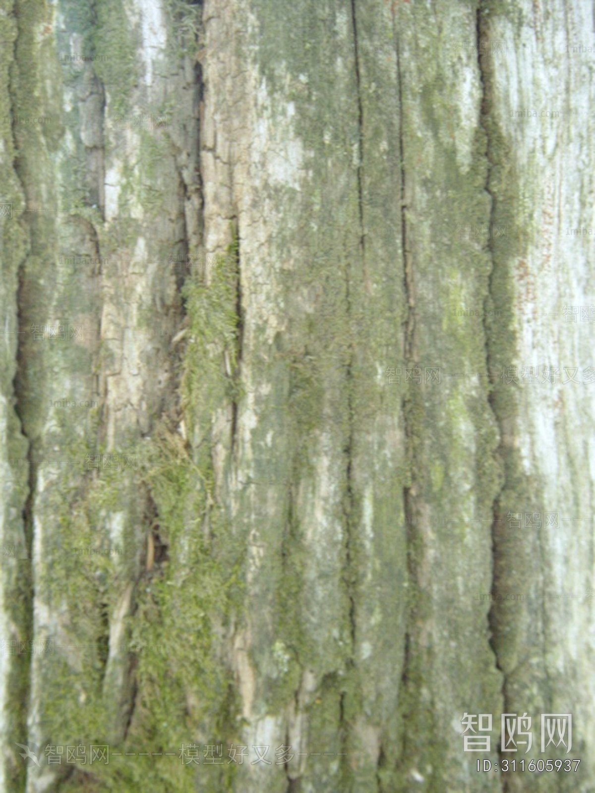 Bark Texture