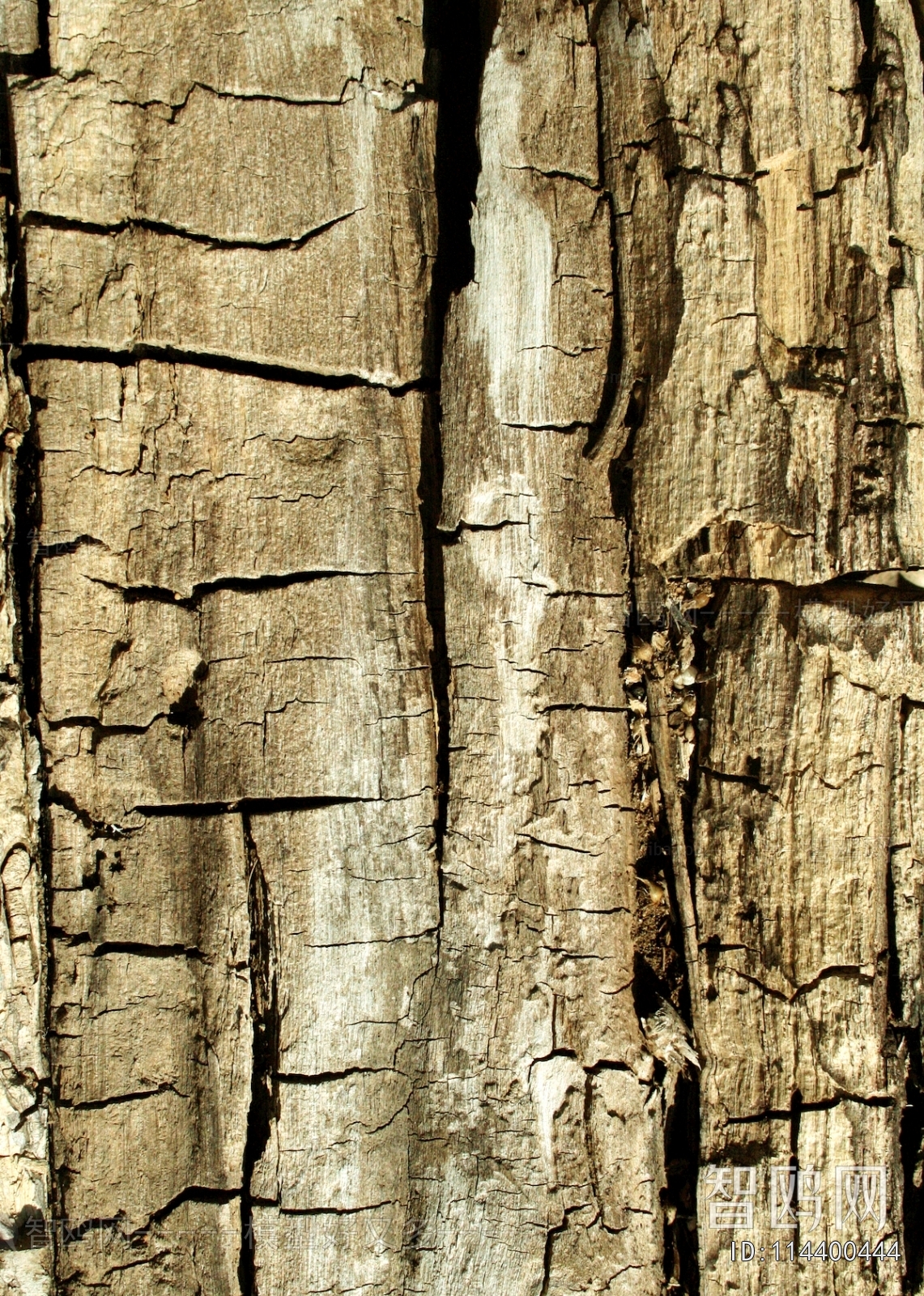 Bark Texture