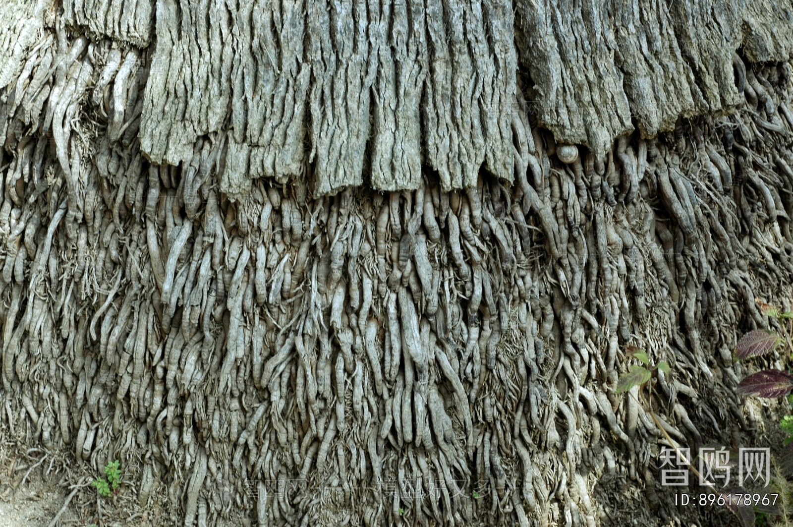 Bark Texture