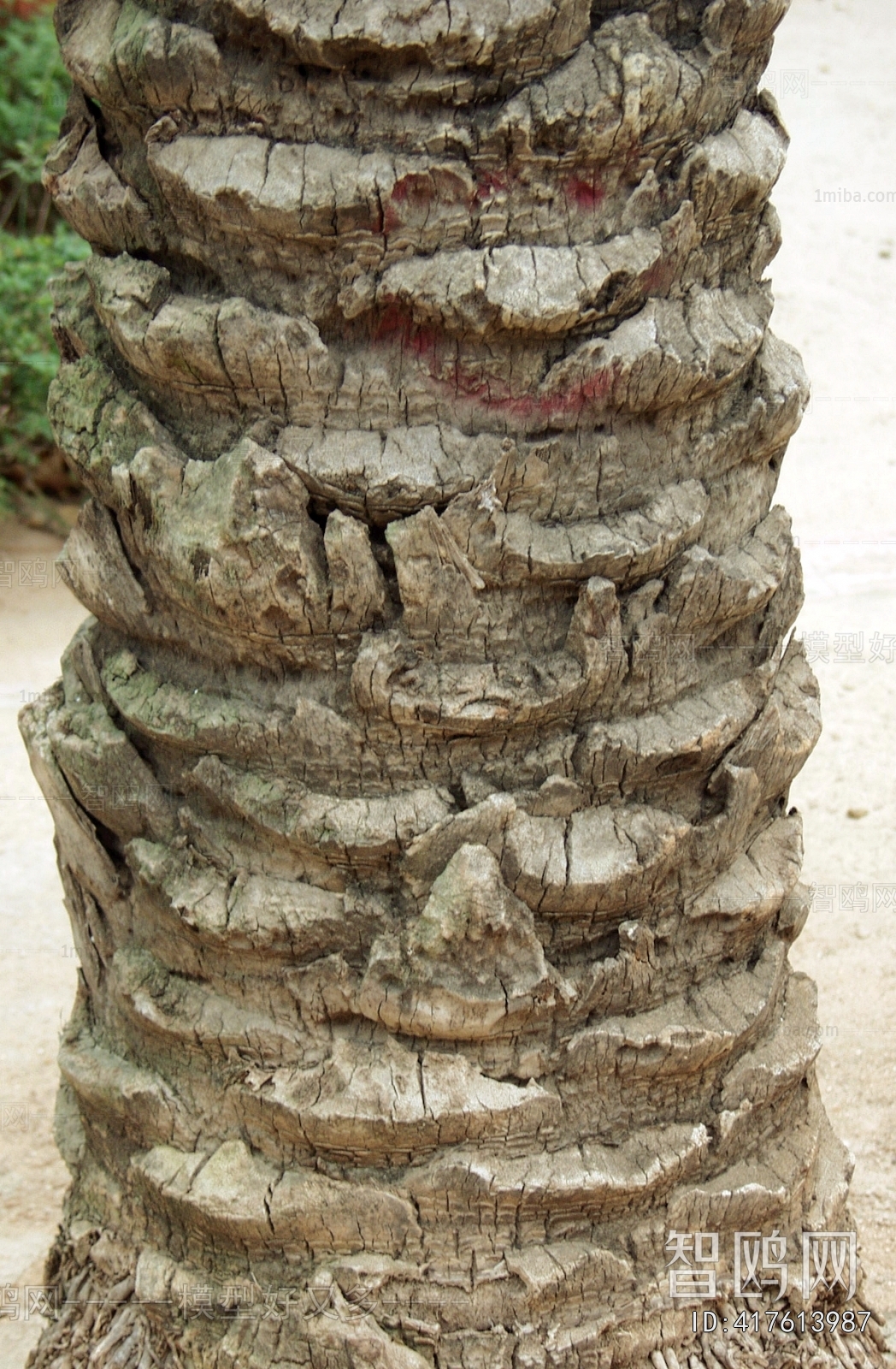 Bark Texture