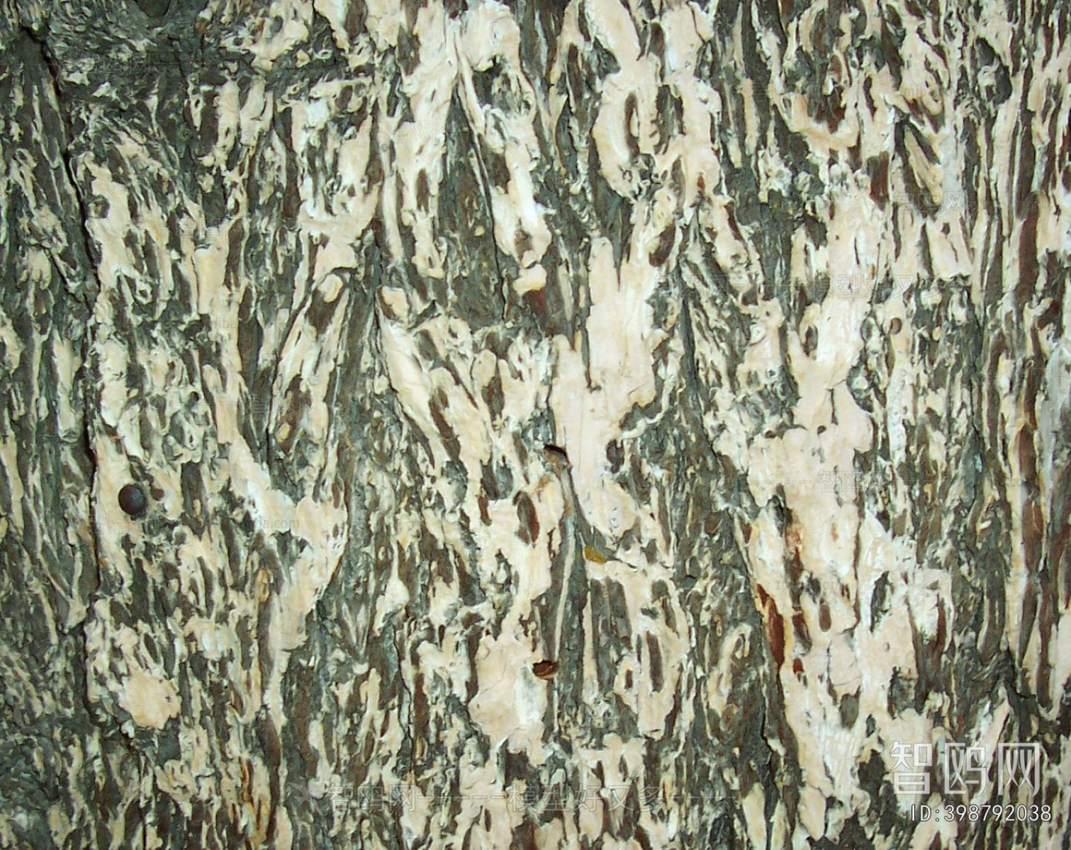 Bark Texture