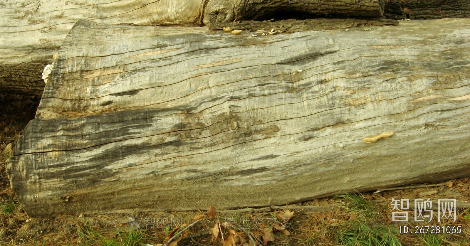 Bark Texture