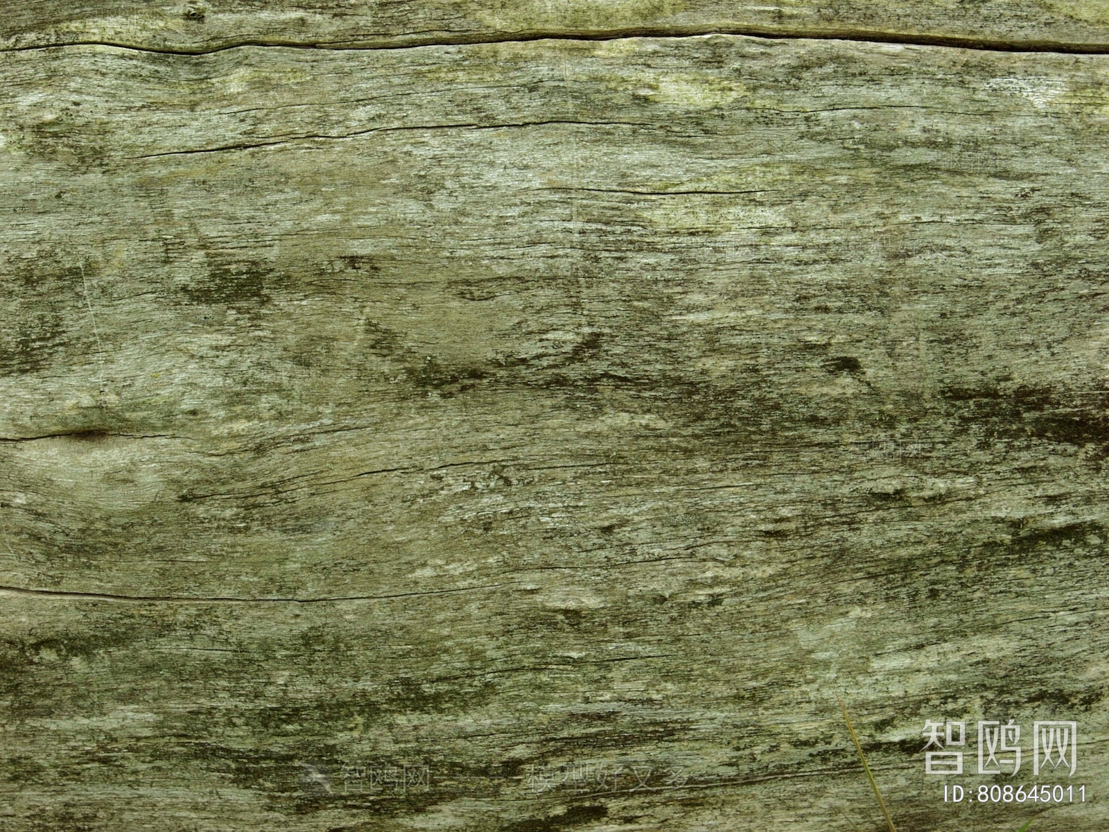 Bark Texture