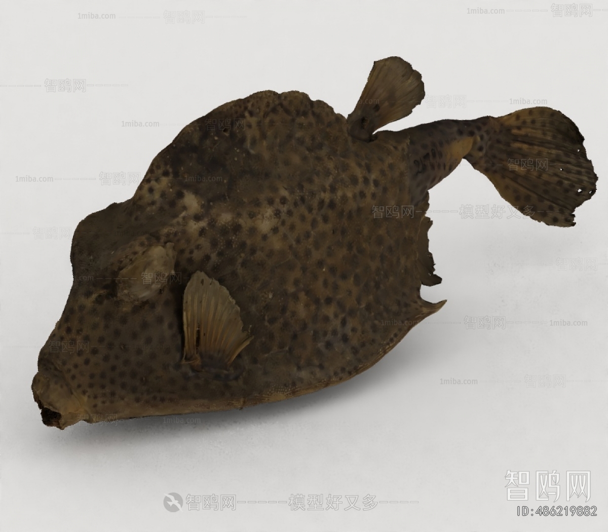 Modern Aquatic Animals