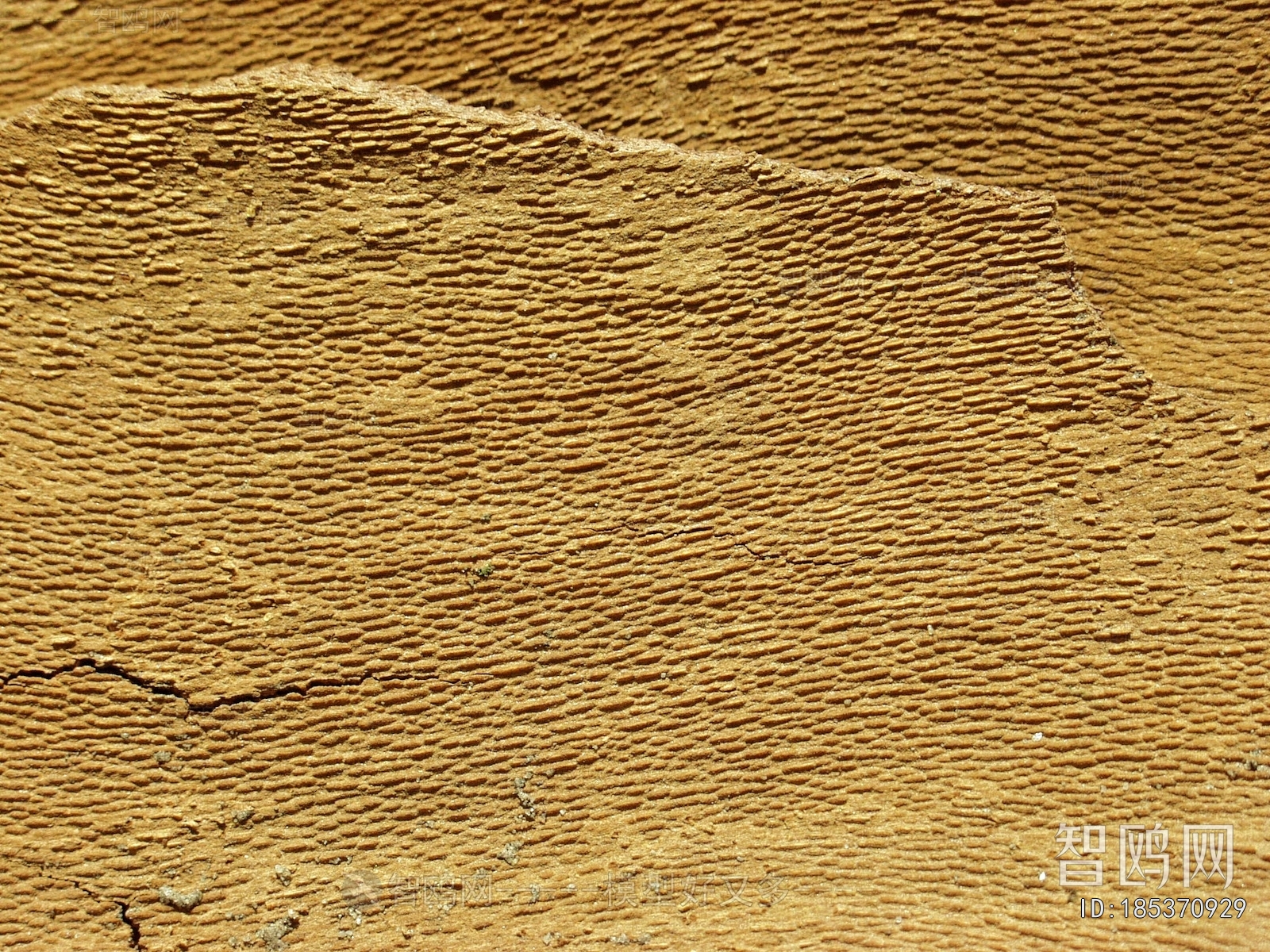 Bark Texture