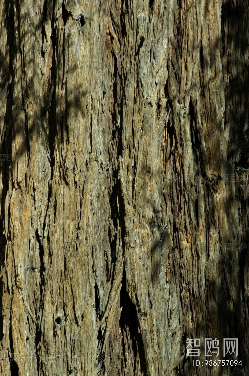 Bark Texture