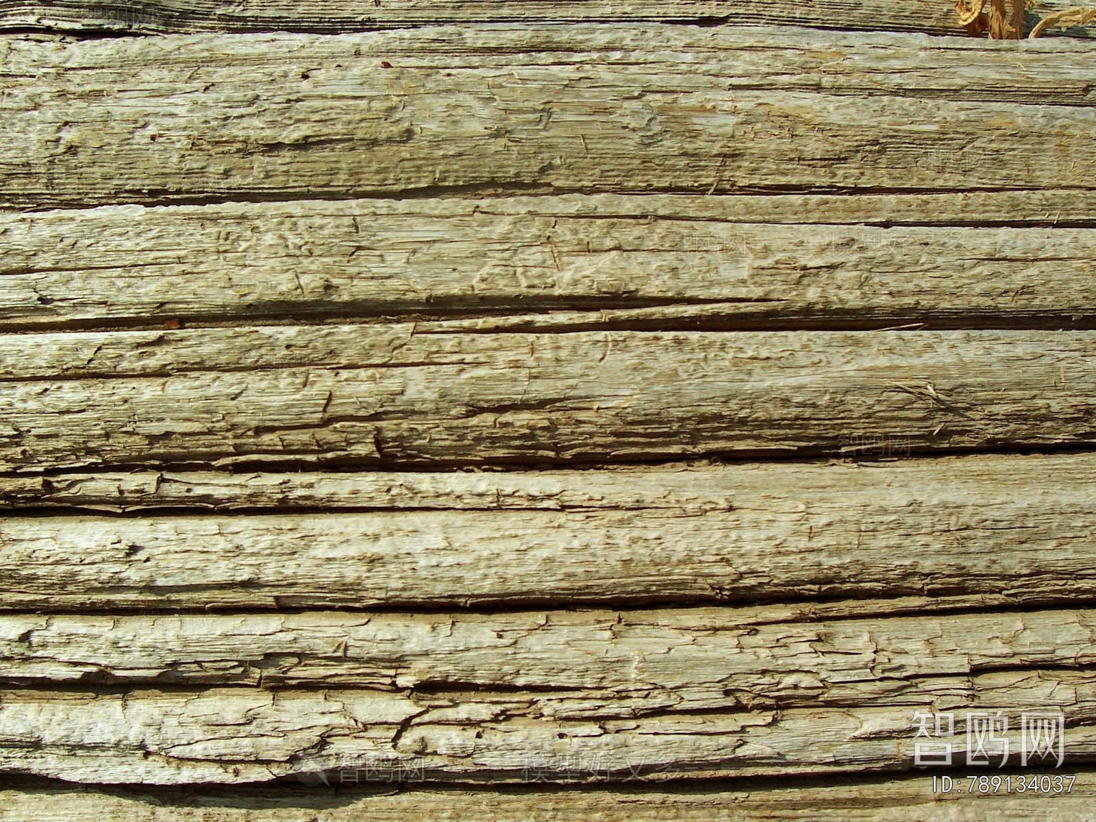 Bark Texture