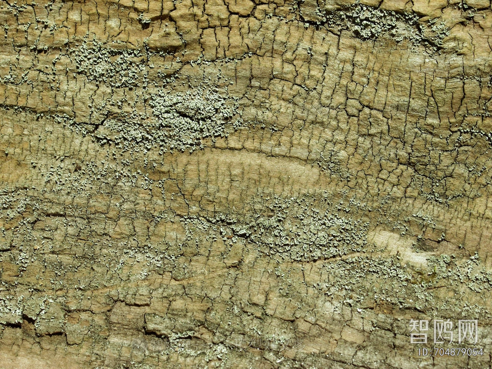 Bark Texture