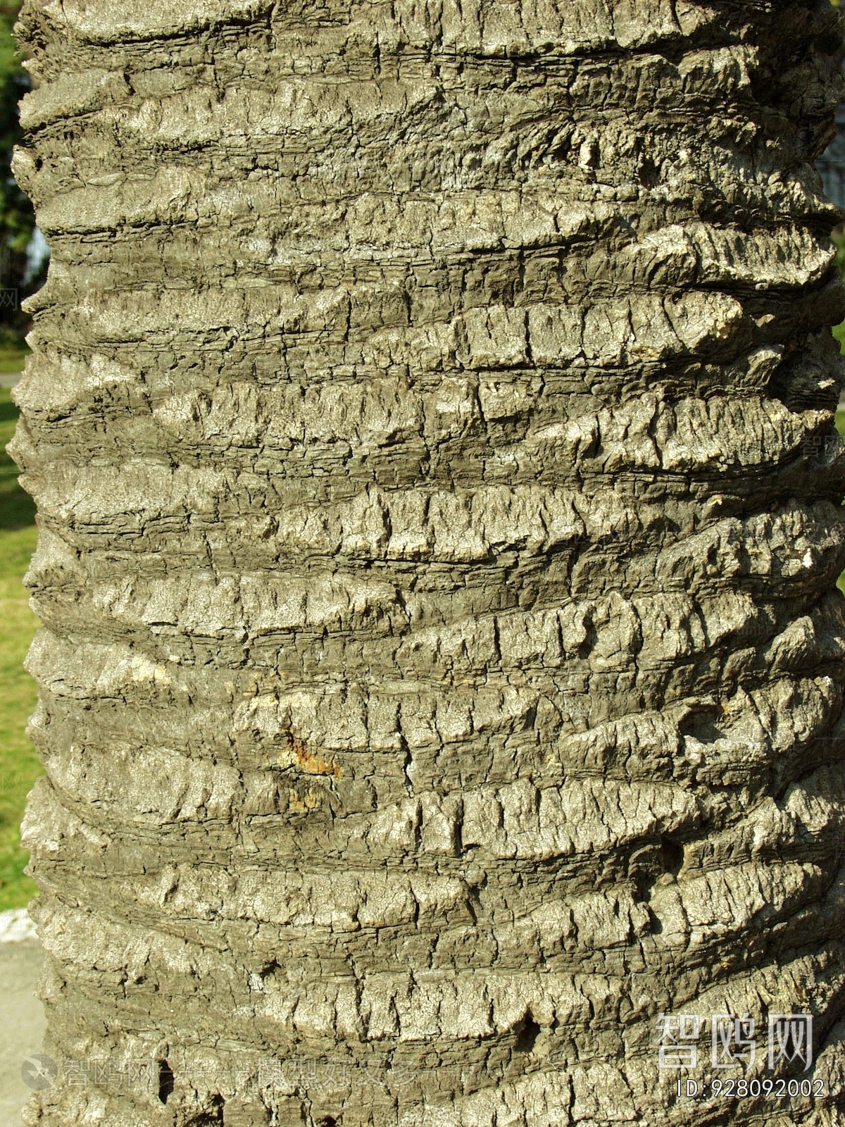 Bark Texture