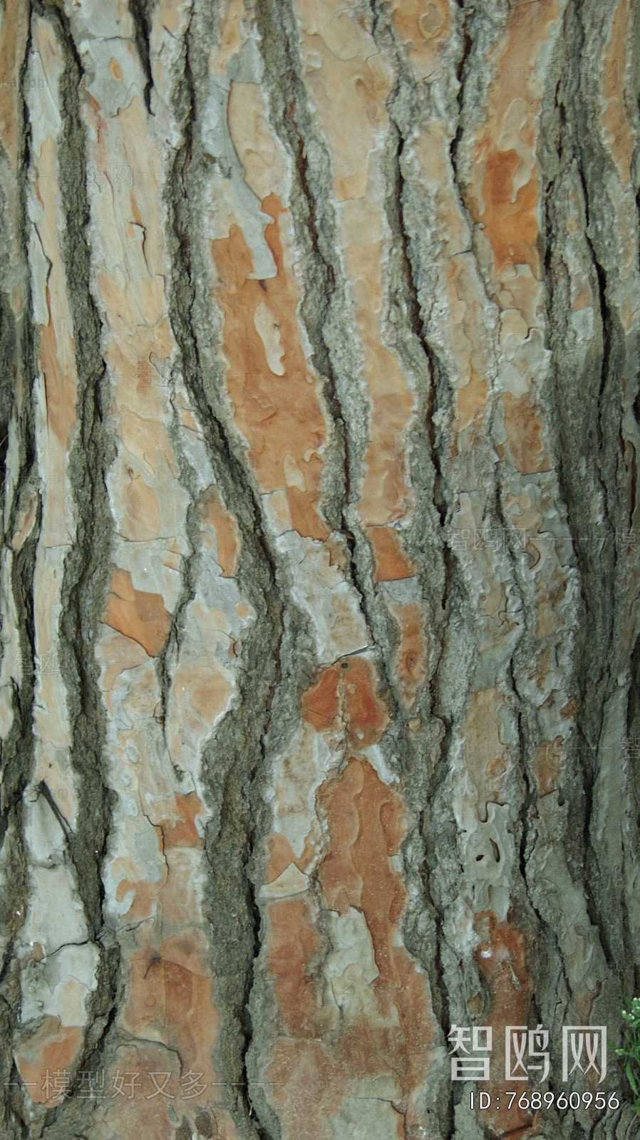 Bark Texture