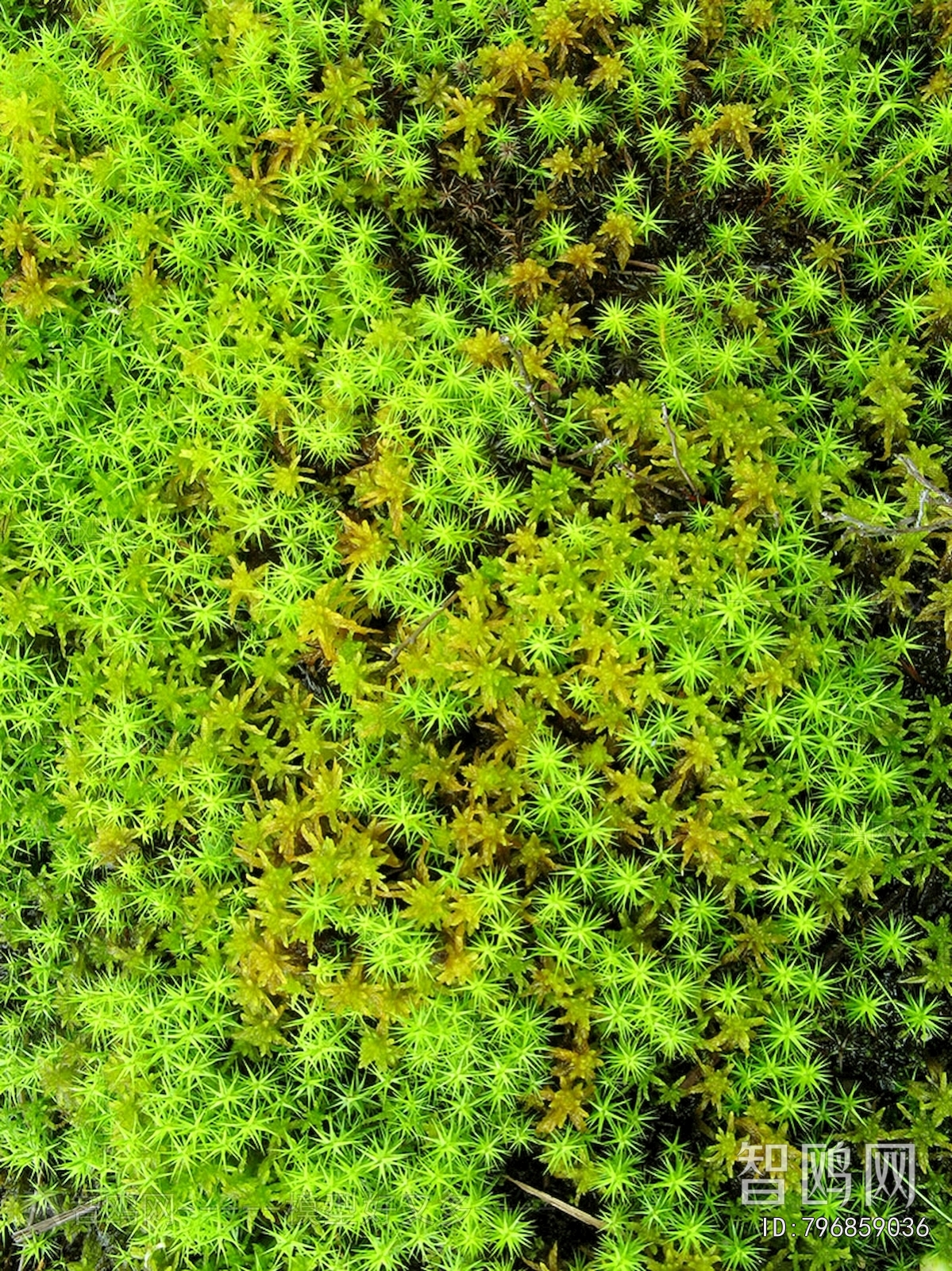 植物墙绿植墙