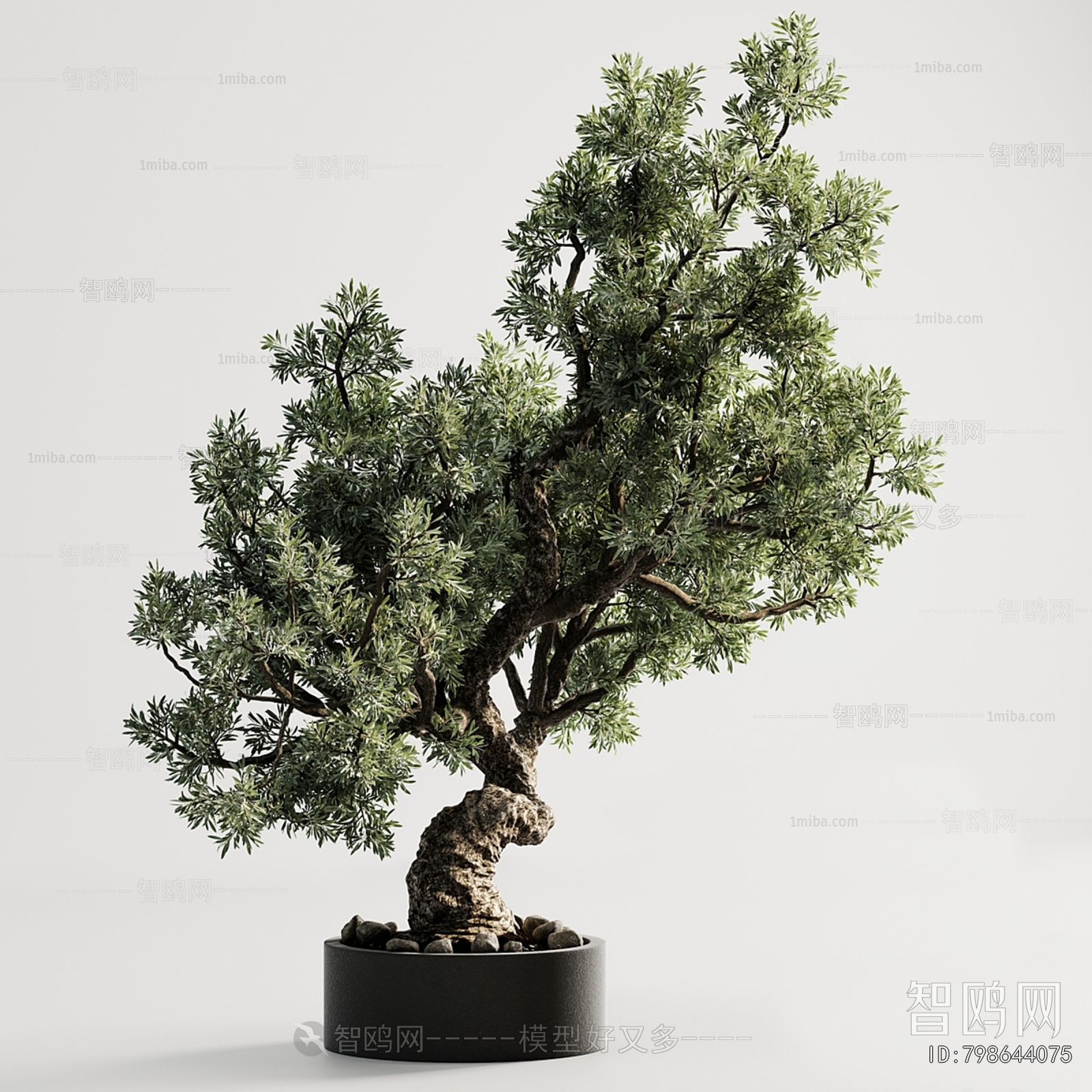 Modern Bonsai