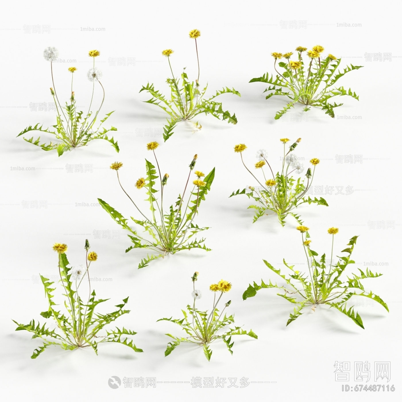 Modern Flowers And Grass