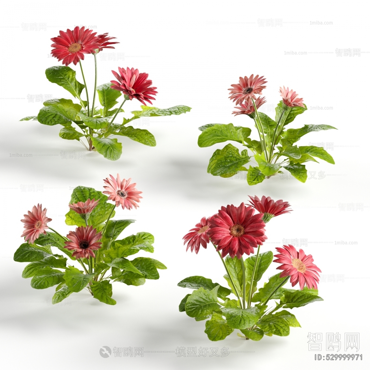 Modern Flowers And Grass