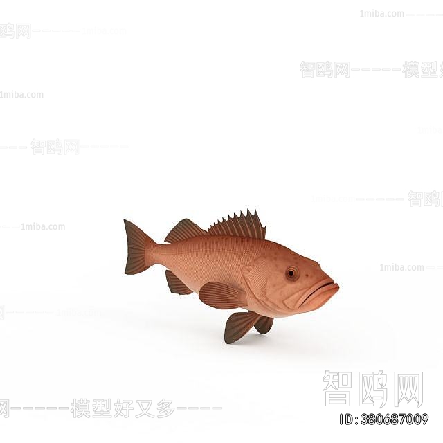 Modern Aquatic Animals