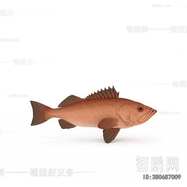 Modern Aquatic Animals