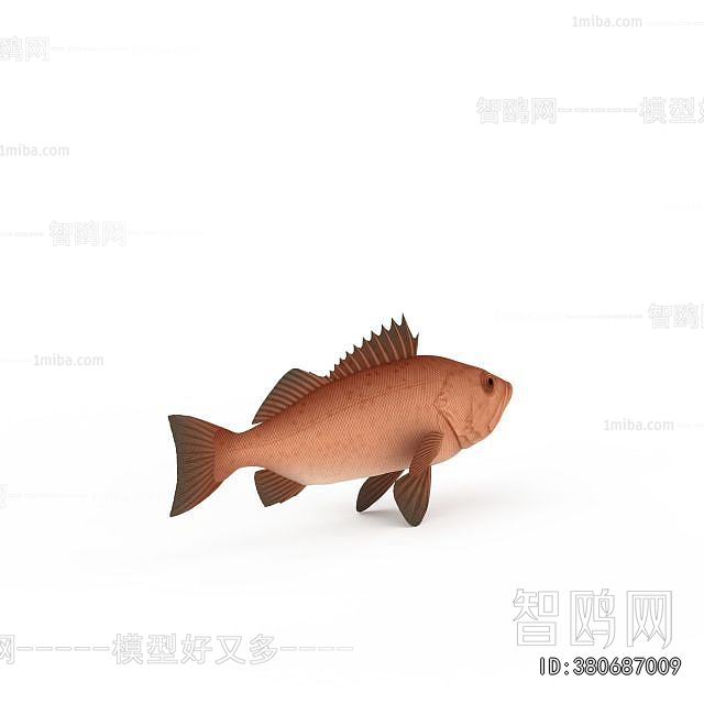 Modern Aquatic Animals