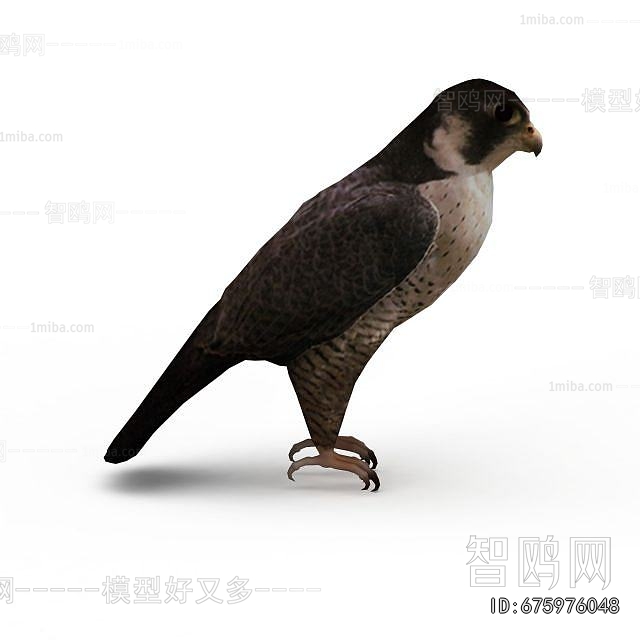 Modern Flying Animals