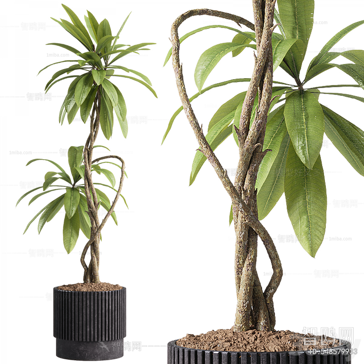Modern Ground Green Plant Potted Plants