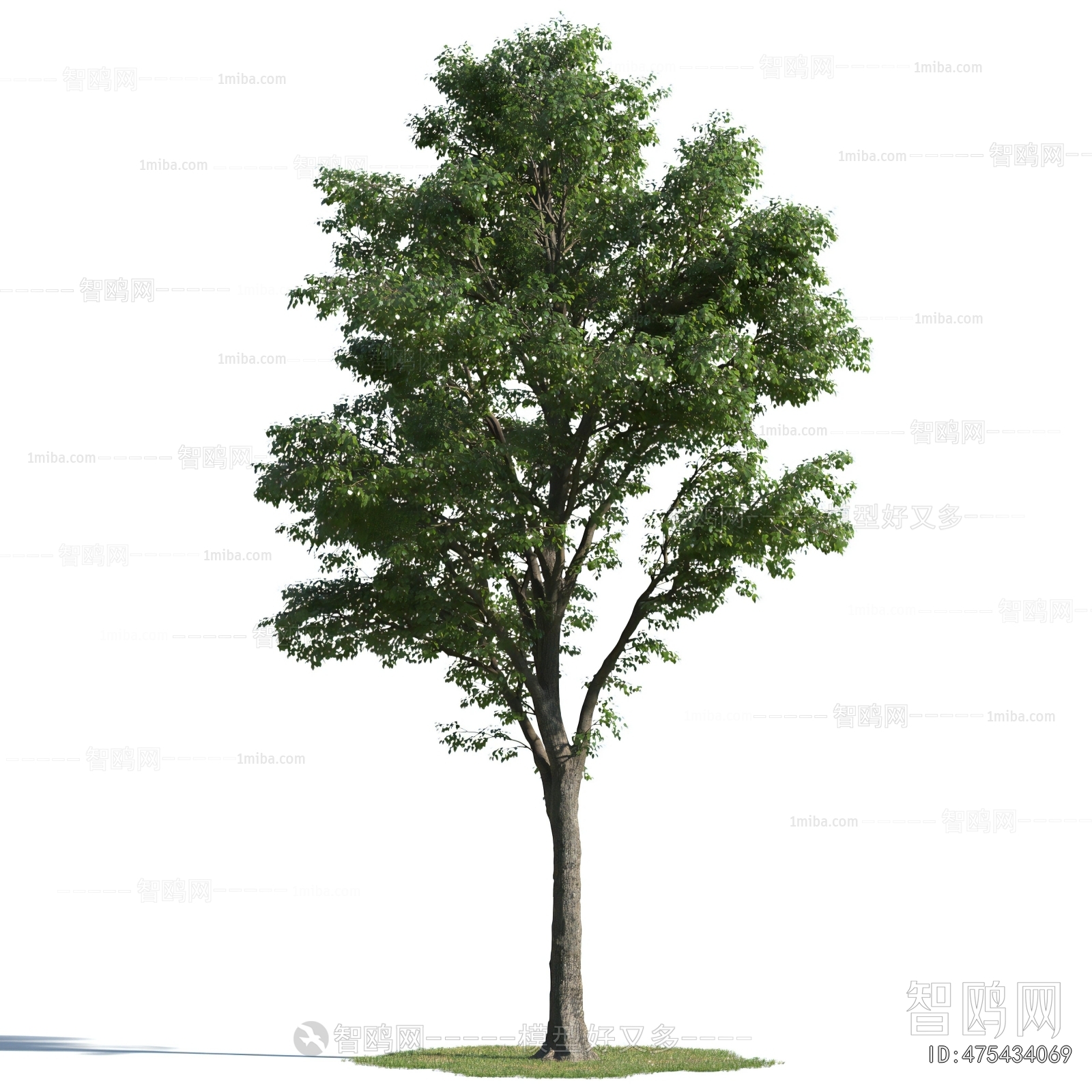 Modern Tree