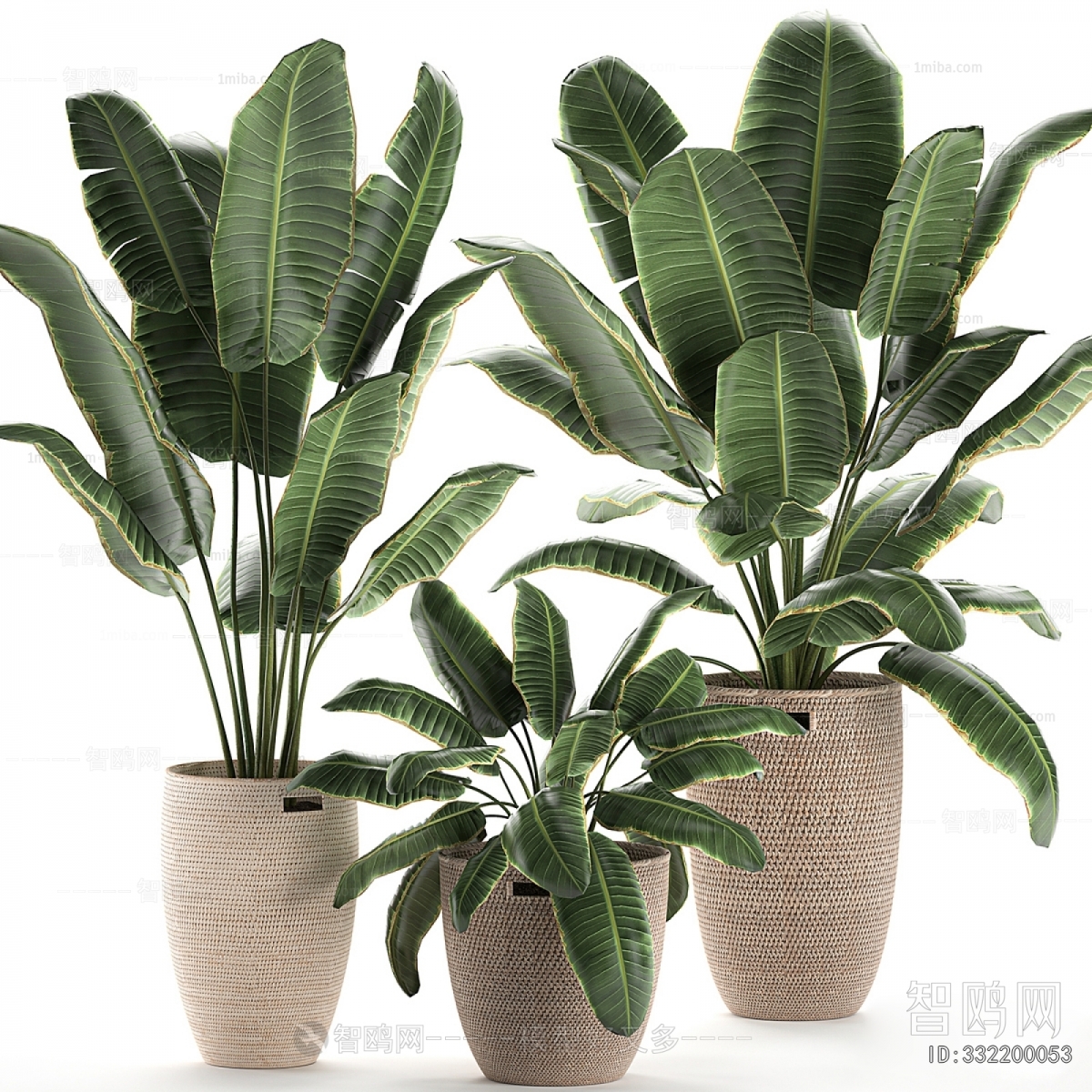 Modern Ground Green Plant Potted Plants
