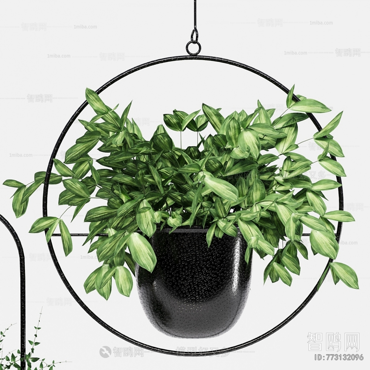 Modern Chlorophytum Comosum