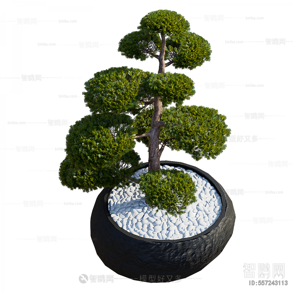 Modern Bonsai