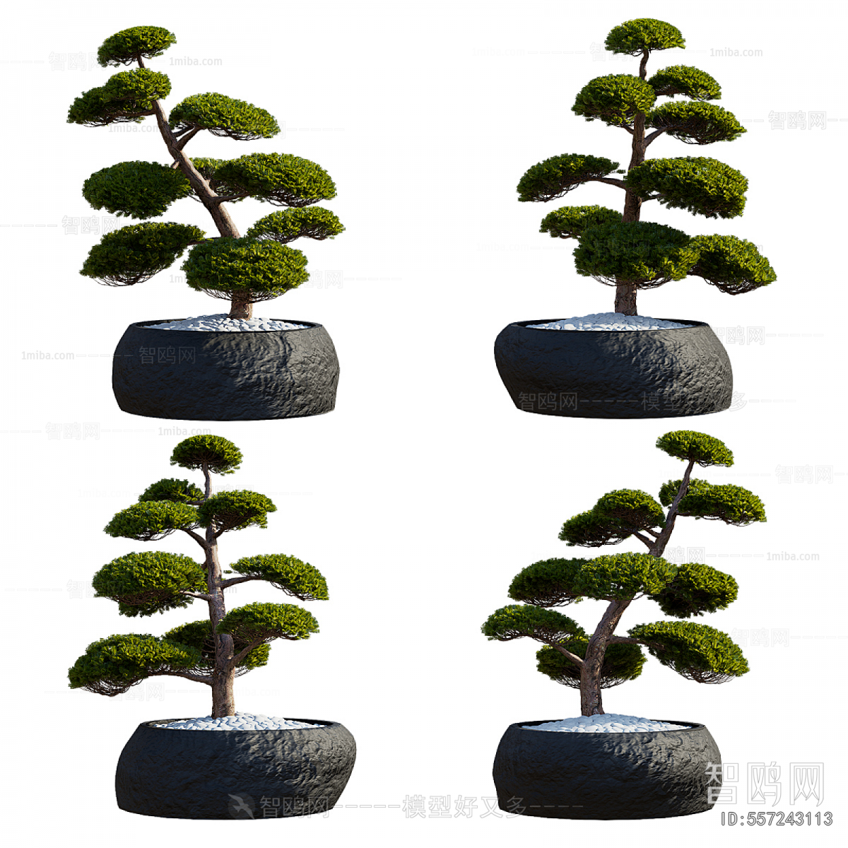 Modern Bonsai