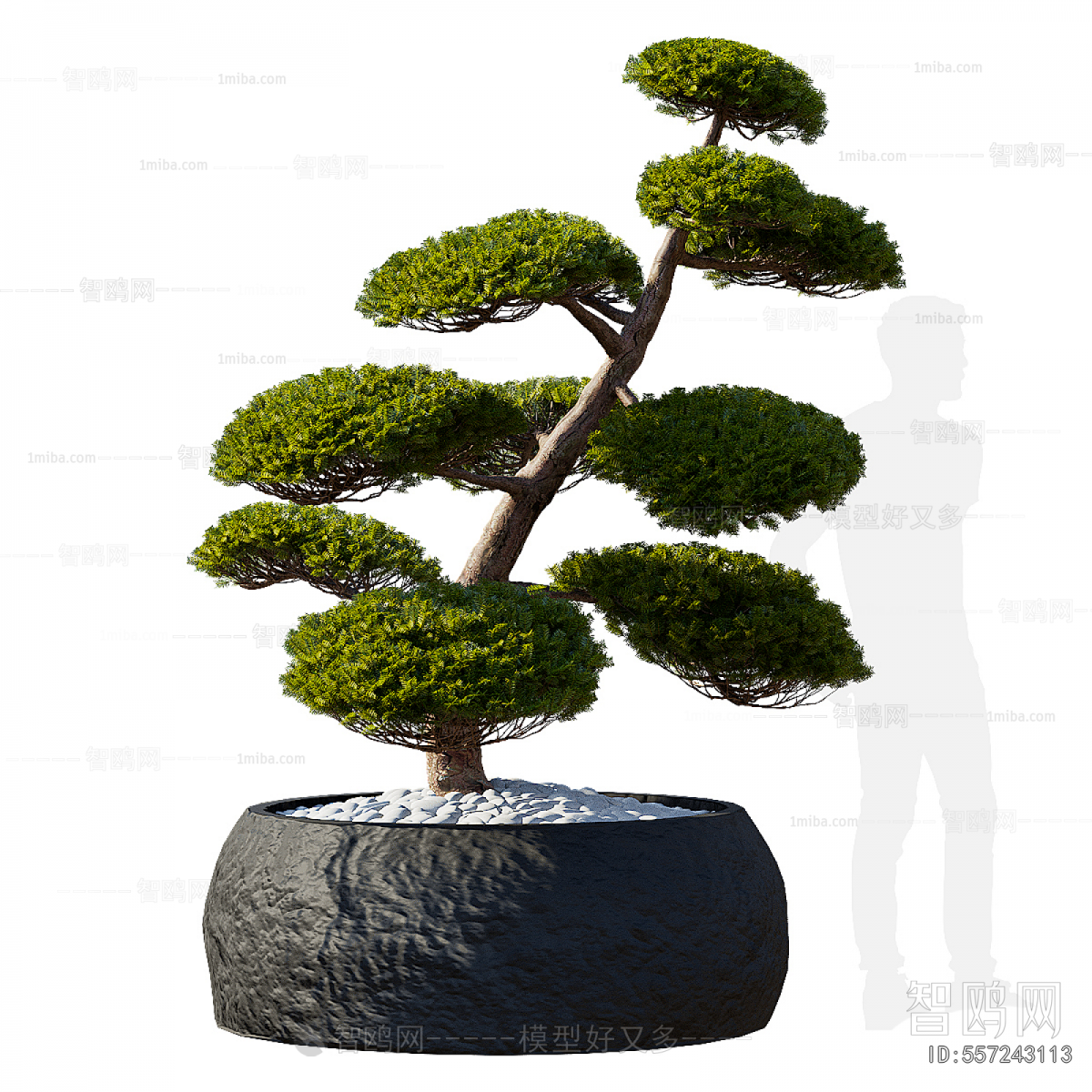 Modern Bonsai