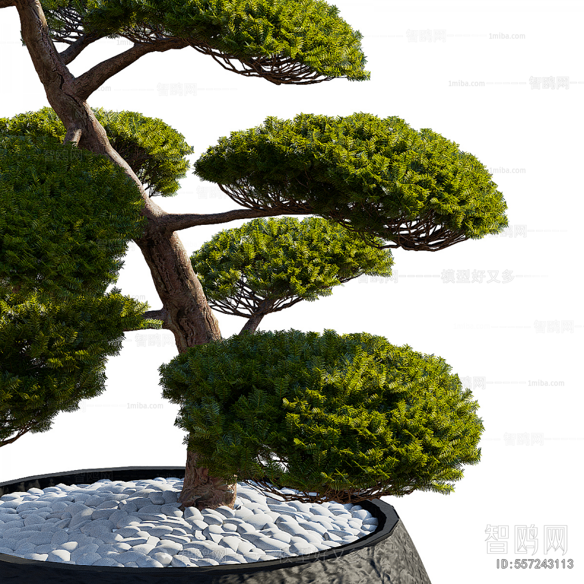 Modern Bonsai