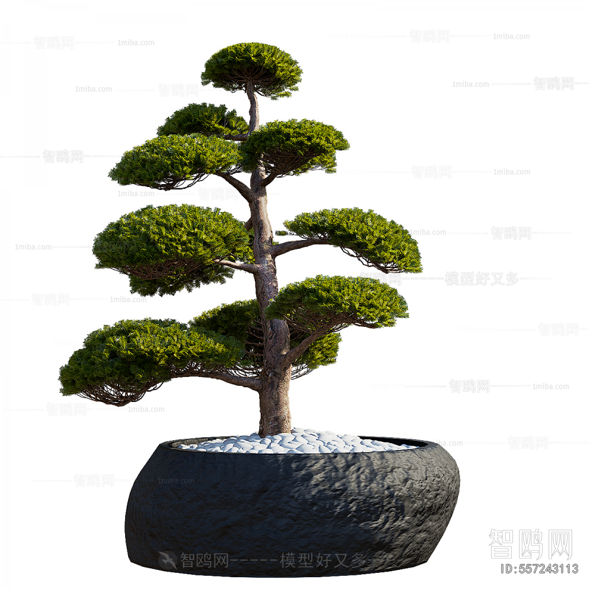 Modern Bonsai