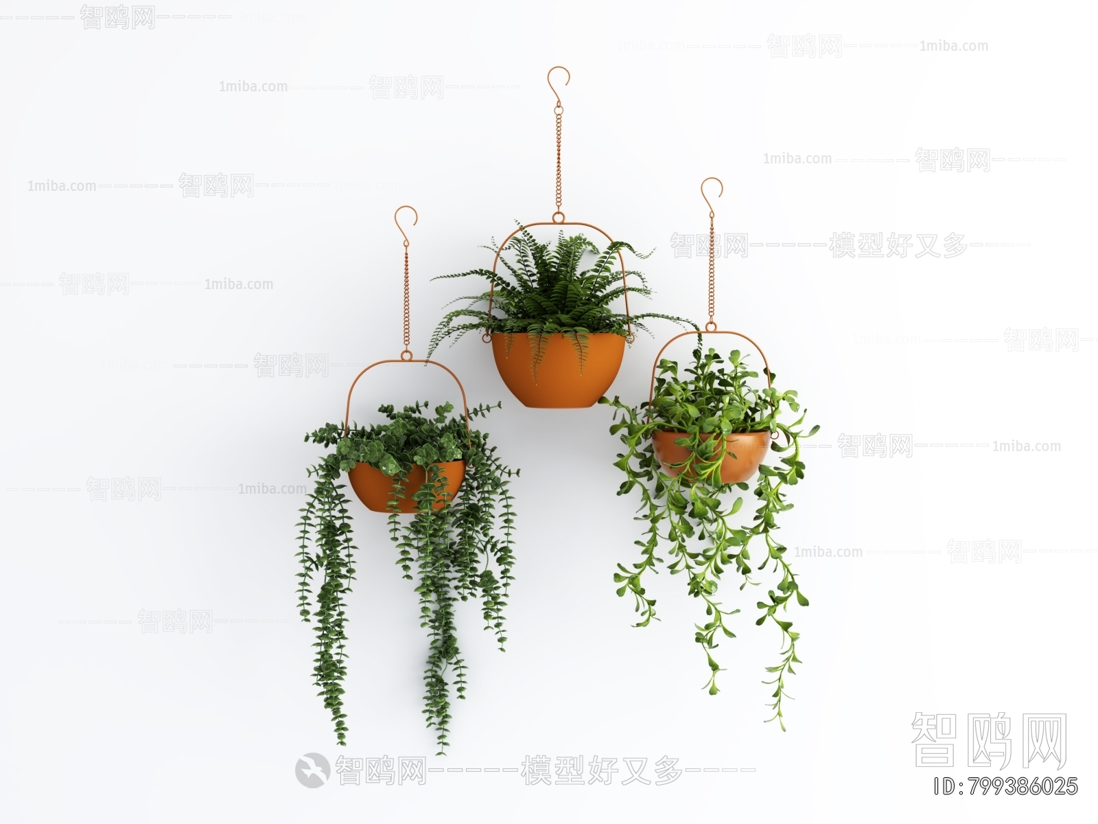 Modern Chlorophytum Comosum